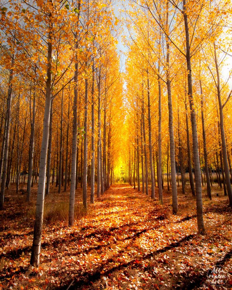 Fotografia de un paisaje de otoño en la sierra de Albarracin